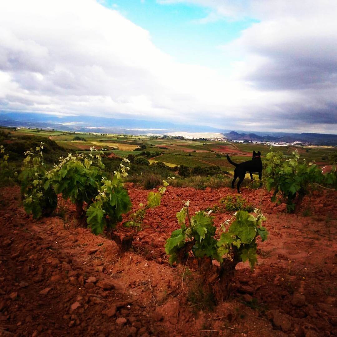 vineyard garnacha dog la rioja bodega horola